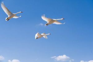 Cloud Data Migration: How to Move Files Safely to the Cloud